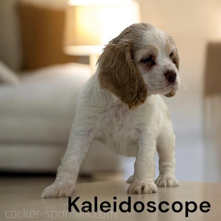 puppy, for, sale, Cocker Spaniel, Joe & Cherri  Overlease, dog, breeder, Miller, MO, dog-breeder, puppy-for-sale, forsale, nearby, find, puppyfind, locator, puppylocator, aca